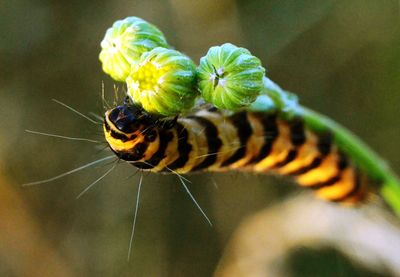 Close-up of insect on leaf