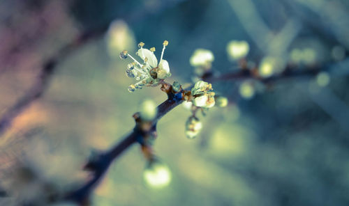 Close-up of plant against blurred background