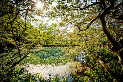 Low angle view of trees in forest