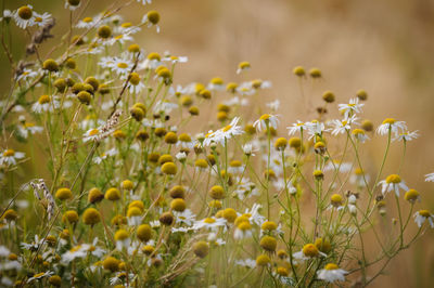 Close-up of yellow flowering plants on field