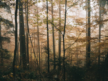 Scenic view of forest