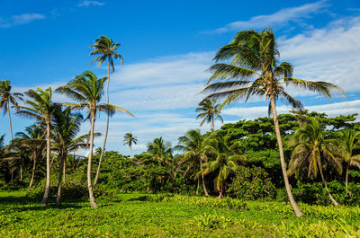 View of trees against blue sky