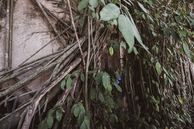 Close-up of ivy growing on tree trunk