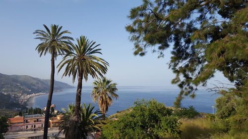 Palm trees by sea against clear sky