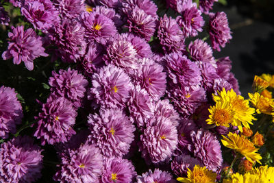 High angle view of pink flowering plants