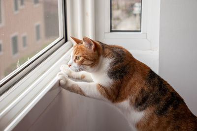 Close-up of cat looking through window