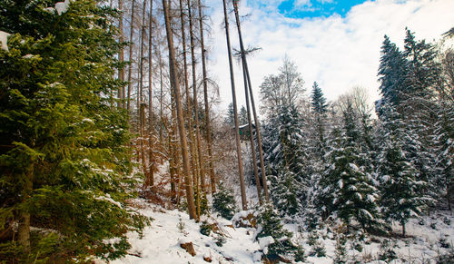 Pine trees in forest during winter against sky