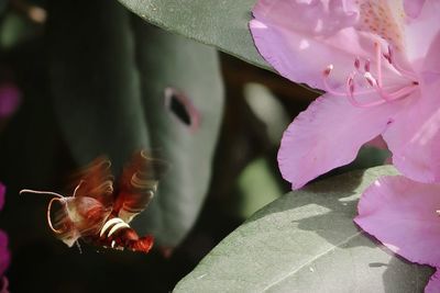 Close-up of pink flower