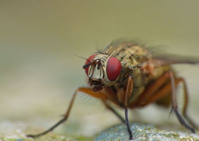 Close-up of fly