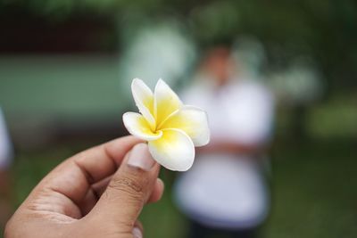 Close-up of hand holding yellow rose