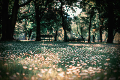Autumnal leaves on tree trunk