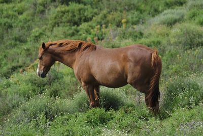 Horse standing in grass