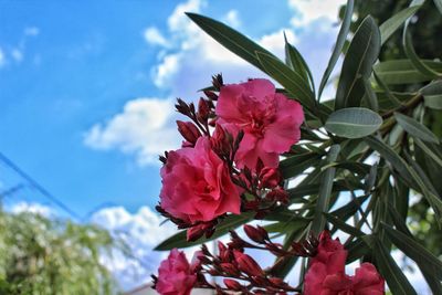 Close-up of pink flowering plant against cloudy sky