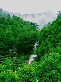 Scenic view of forest