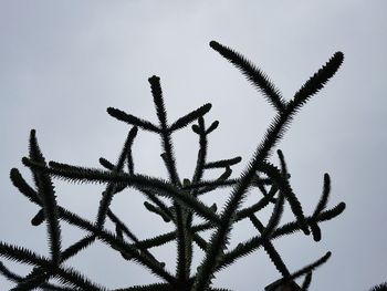 Close-up of plants against sky