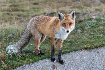 Fox standing on field