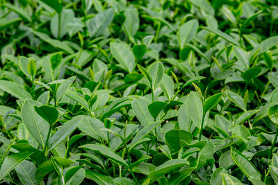 Full frame shot of fresh green leaves