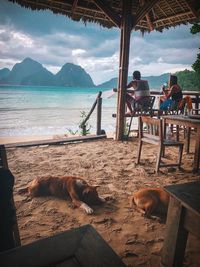 Dog sitting on the beach