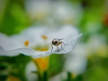 Close-up of insect on flower