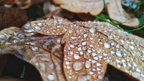 Close-up of wet dry leaves