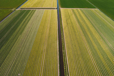 Full frame shot of agricultural field