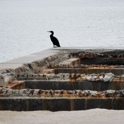 Seagull perching on a sea