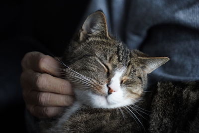 Close-up of hand cuddling cat with eyes closed