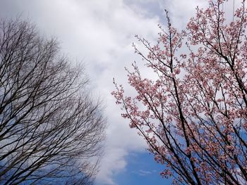 Low angle view of tree against cloudy sky