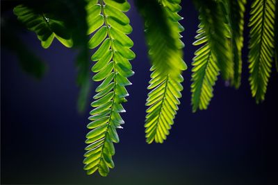 Close-up of fern leaves