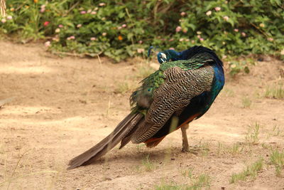 Close-up of a peacock