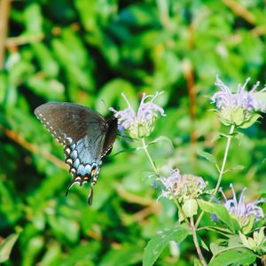 Close-up of butterfly pollinating on flower