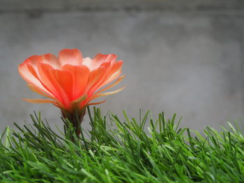 Close-up of red flower on field