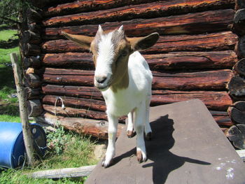 Close-up of goat standing against brick wall