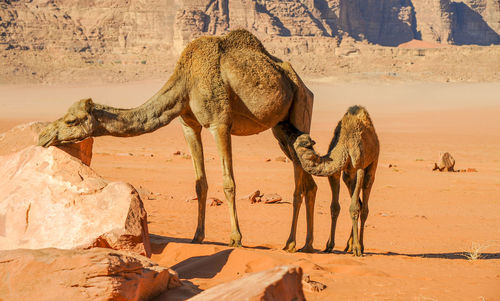 View of camels on sand at desert