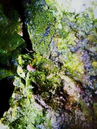 Close-up of moss growing on tree trunk