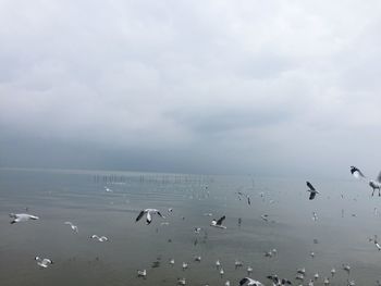 Birds flying over sea against sky