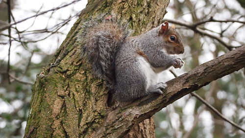 Low angle view of squirrel on tree trunk