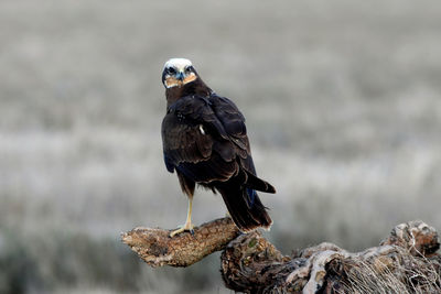 Bird perching on rock