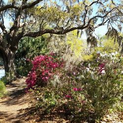 Flowering plants and trees against sky