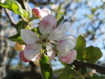 Close-up of cherry blossom