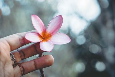 Close-up of hand holding pink flower