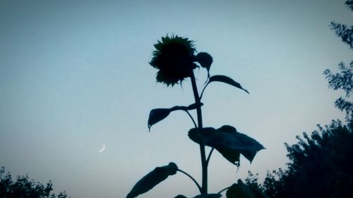 Low angle view of silhouette flowering plant against sky