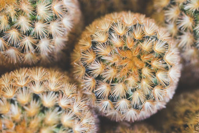 Full frame shot of cactus