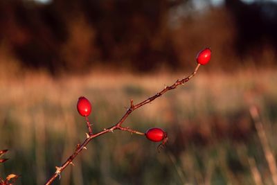 Close-up of wild rose on tree