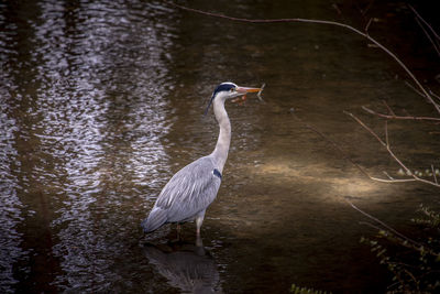 High angle view of gray heron on lake