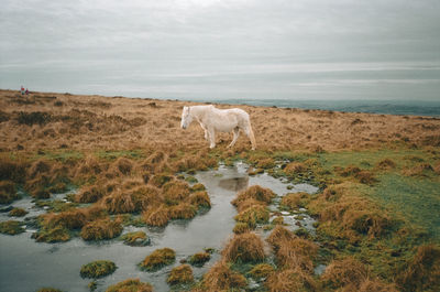 Sheep on field