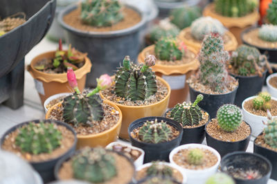 High angle view of potted plants