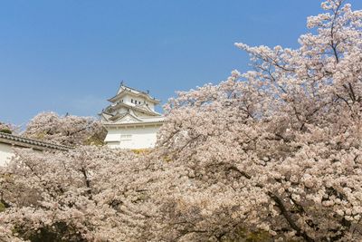 Low angle view of cherry blossoms against sky