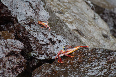 Close-up of crab on rock