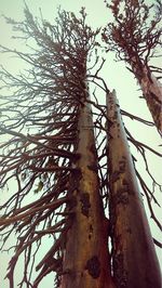 Low angle view of bare tree against sky